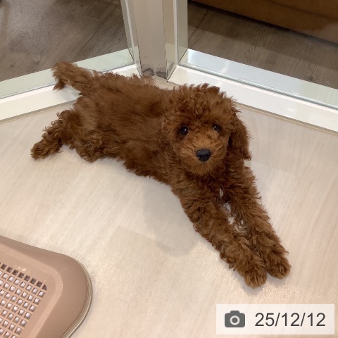 埼玉県のトイプードル(トイ) (ペットプラス クレアモール川越店/2025年9月11日生まれ/女の子/レッド)の子犬の4枚目の画像