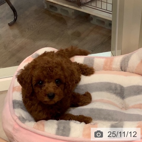 トイ・プードルの写真