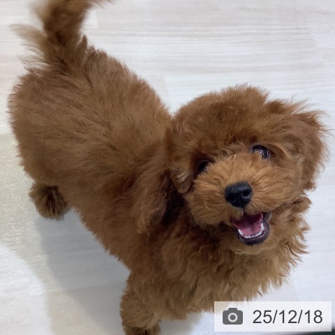 埼玉県のトイプードル(トイ) (ペットプラス クレアモール川越店/2025年9月11日生まれ/女の子/レッド)の子犬の4枚目の画像