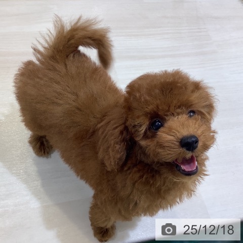 埼玉県のトイプードル(トイ) (ペットプラス クレアモール川越店/2025年9月11日生まれ/女の子/レッド)の子犬の3枚目の画像