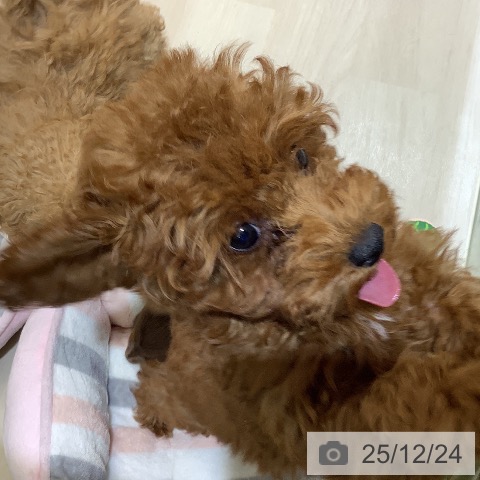 埼玉県のトイプードル(トイ) (ペットプラス クレアモール川越店/2025年9月11日生まれ/女の子/レッド)の子犬の4枚目の画像