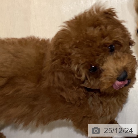 埼玉県のトイプードル(トイ) (ペットプラス クレアモール川越店/2025年9月11日生まれ/女の子/レッド)の子犬の3枚目の画像