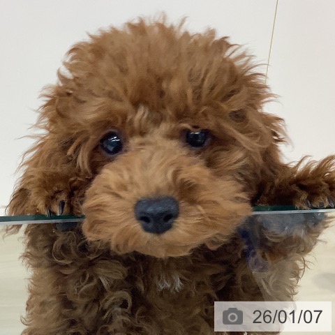 埼玉県のトイプードル(トイ) (ペットプラス クレアモール川越店/2025年9月11日生まれ/女の子/レッド)の子犬の4枚目の画像