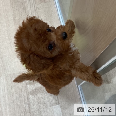 トイ・プードルの写真