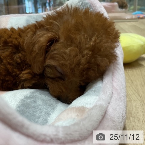 トイ・プードルの写真