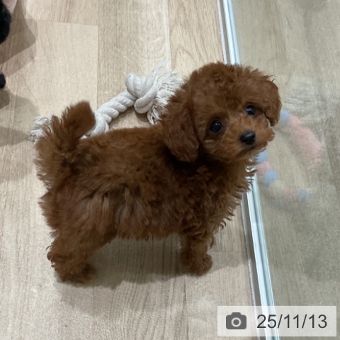 トイ・プードルの写真