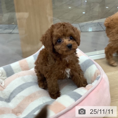 トイ・プードルの写真