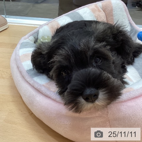 ミニチュア・シュナウザーの写真