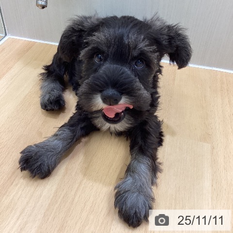 ミニチュア・シュナウザーの写真