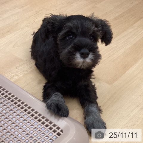 ミニチュア・シュナウザーの写真