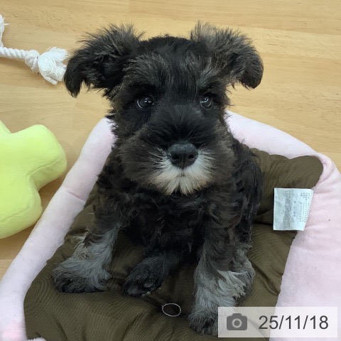 長野県のミニチュアシュナウザー (ペットプラス 松本店/2025年9月11日生まれ/男の子/ソルトペッパー)の子犬の3枚目の画像