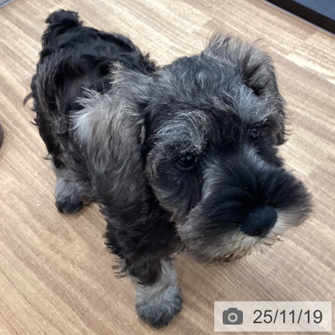 茨城県のミニチュアシュナウザー (ペッツワン つくば店/2025年9月11日生まれ/男の子/ソルトペッパー)の子犬の4枚目の画像