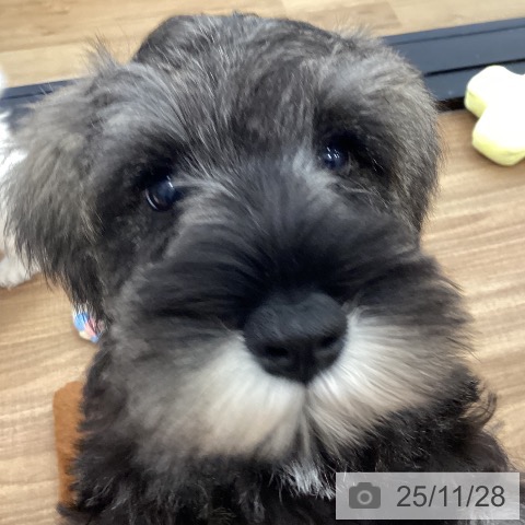 茨城県のミニチュアシュナウザー (ペッツワン つくば店/2025年9月11日生まれ/男の子/ソルトペッパー)の子犬の3枚目の画像