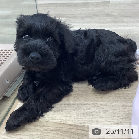 ミニチュア・シュナウザーの写真