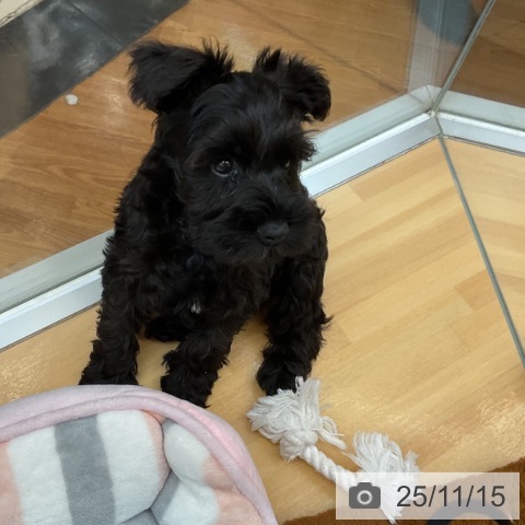 千葉県のミニチュアシュナウザー (ペットプラス 八千代緑が丘店/2025年9月11日生まれ/男の子/ブラック)の子犬の4枚目の画像