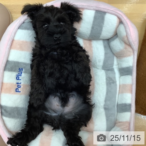 千葉県のミニチュアシュナウザー (ペットプラス 八千代緑が丘店/2025年9月11日生まれ/男の子/ブラック)の子犬の3枚目の画像