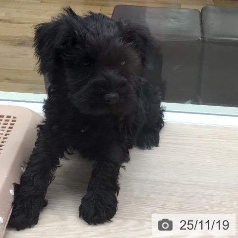 千葉県のミニチュアシュナウザー (ペットプラス 幕張新都心店/2025年9月11日生まれ/女の子/ブラック)の子犬の3枚目の画像