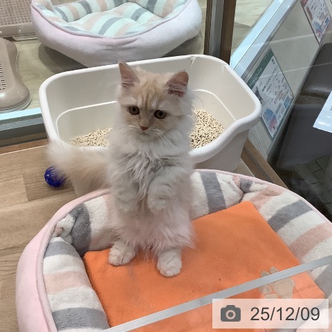 埼玉県のミヌエット (ペットプラス ららぽーと富士見店/2025年8月21日生まれ/女の子/クリームタビー)の子猫の4枚目の画像