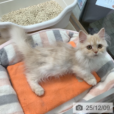 埼玉県のミヌエット (ペットプラス ららぽーと富士見店/2025年8月21日生まれ/女の子/クリームタビー)の子猫の3枚目の画像