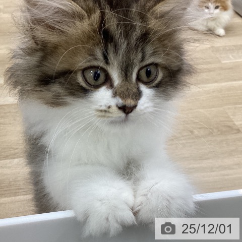茨城県のサイベリアン (ペットプラス つくば店/2025年9月10日生まれ/男の子/ブラウンタビーホワイト)の子猫の3枚目の画像