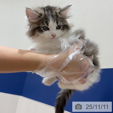 サイベリアンの写真