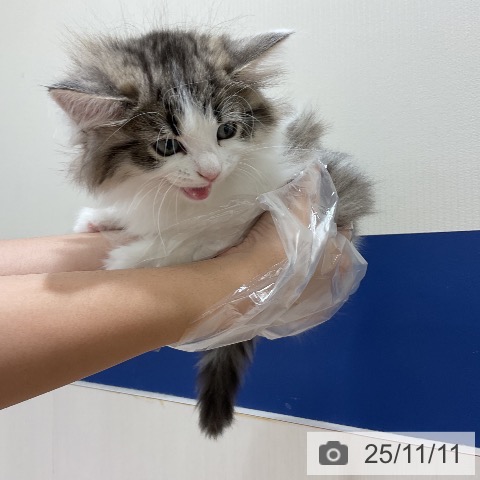 サイベリアンの写真