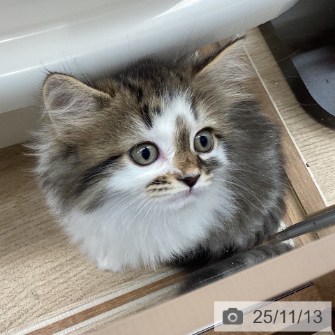 サイベリアンの写真