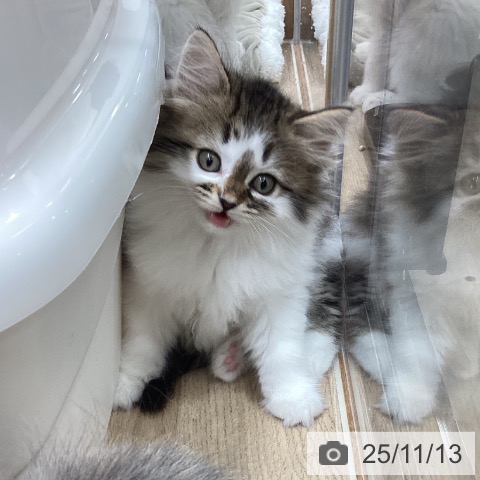 サイベリアンの写真