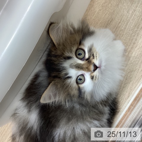 サイベリアンの写真