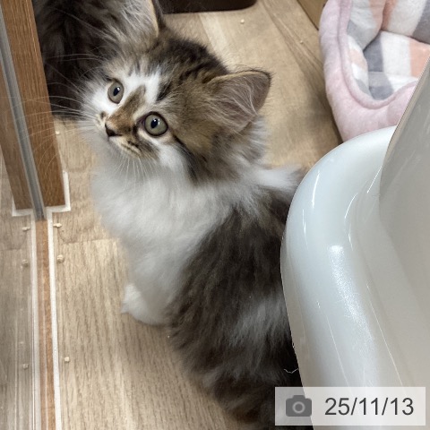 サイベリアンの写真