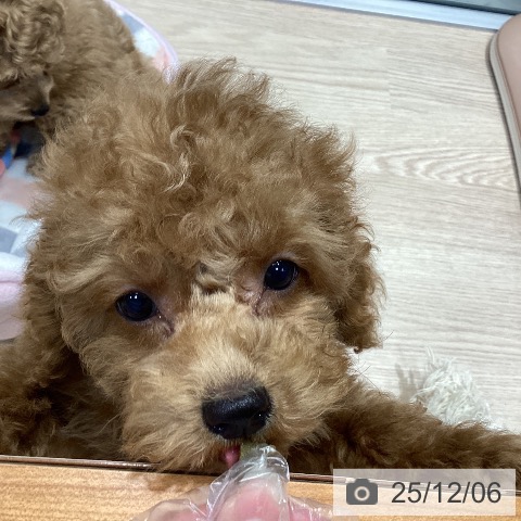 千葉県のトイプードル(トイ) (ペットプラス 柏店/2025年9月8日生まれ/男の子/レッド)の子犬の4枚目の画像