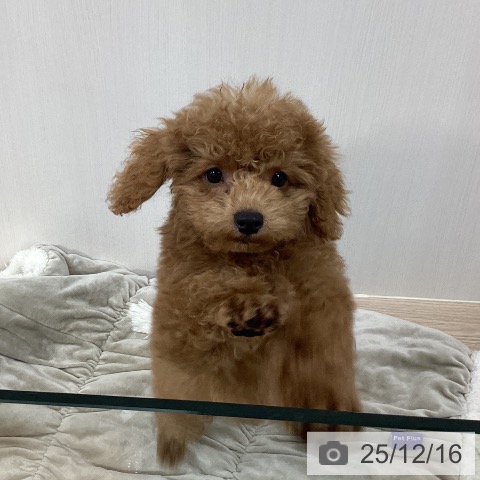 千葉県のトイプードル(トイ) (ペットプラス 柏店/2025年9月8日生まれ/男の子/レッド)の子犬の4枚目の画像