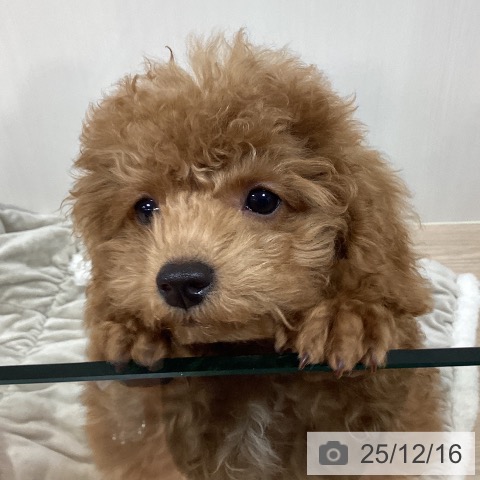 千葉県のトイプードル(トイ) (ペットプラス 柏店/2025年9月8日生まれ/男の子/レッド)の子犬の3枚目の画像