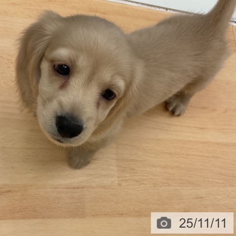 ミニチュア・ダックスフンドの写真