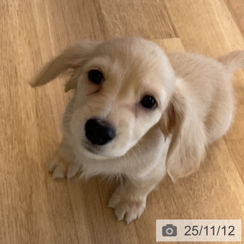 ミニチュア・ダックスフンドの写真