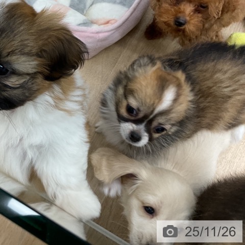 福島県のチワワ(ロング) (ペットプラス 福島店/2025年9月11日生まれ/女の子/レッドセーブルホワイト)の子犬の4枚目の画像