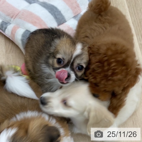 福島県のチワワ(ロング) (ペットプラス 福島店/2025年9月11日生まれ/女の子/レッドセーブルホワイト)の子犬の3枚目の画像