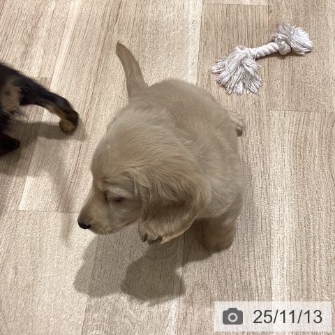 ミニチュア・ダックスフンドの写真