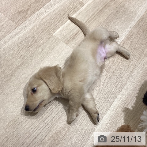 ミニチュア・ダックスフンドの写真