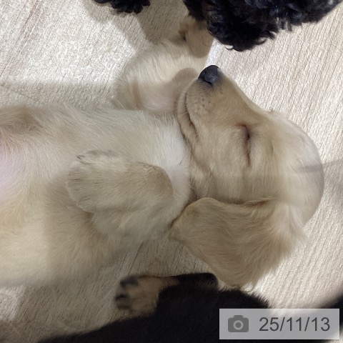 ミニチュア・ダックスフンドの写真