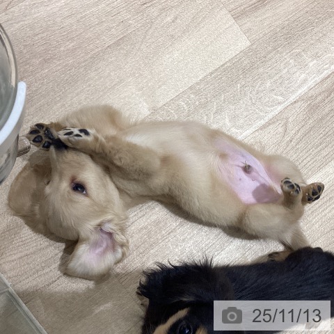 ミニチュア・ダックスフンドの写真