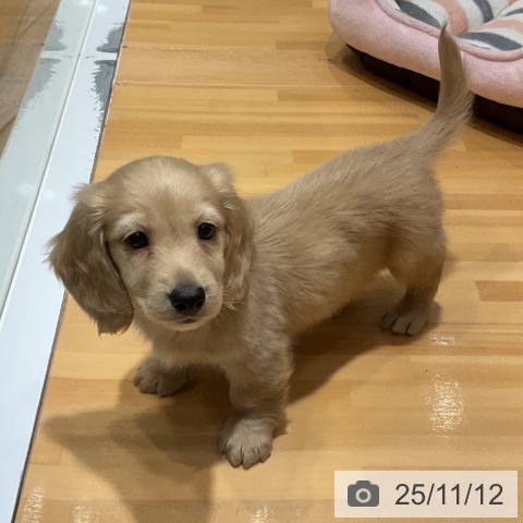 ミニチュア・ダックスフンドの写真