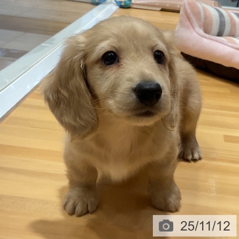 ミニチュア・ダックスフンドの写真