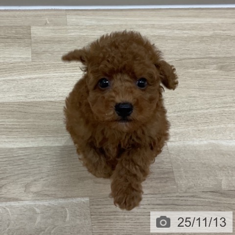 トイ・プードルの写真