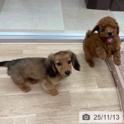 トイ・プードルの写真