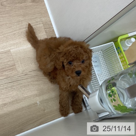 トイ・プードルの写真