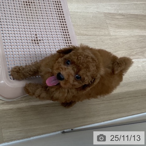 トイ・プードルの写真