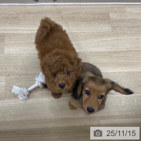 トイ・プードルの写真