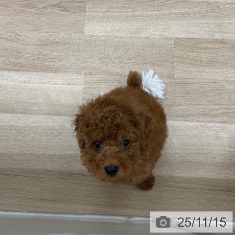 トイ・プードルの写真