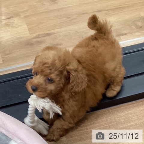 トイ・プードルの写真